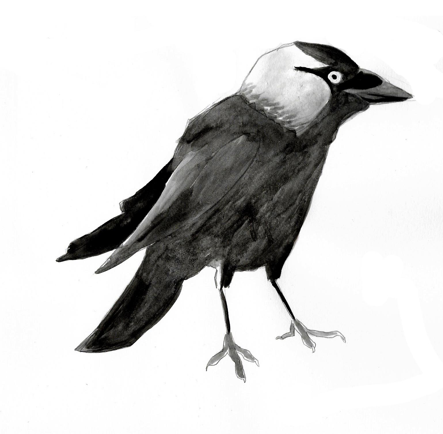 A watercolour painting of a jackdaw